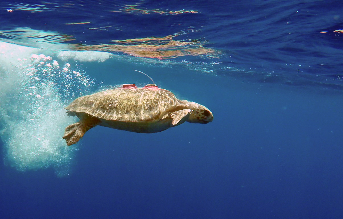 caretta_sistema_rilevamento